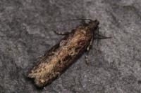 Gelechia sororculella