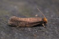 Cephimallota crassiflavella
