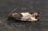 Spilonota ocellana