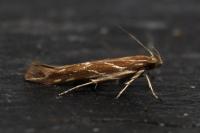Pyroderces argyrogrammos