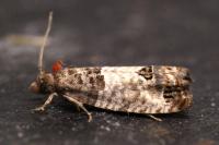 Spilonota ocellana