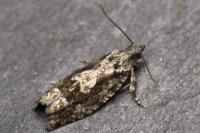 Zeiraphera isertana