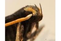 Lecithocera nigrana