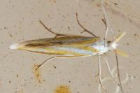 Coleophora