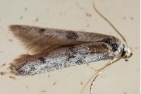 Blastobasis