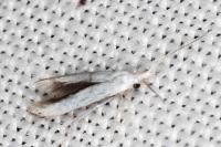 Coleophora