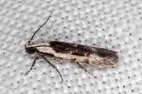 Carpatolechia decorella