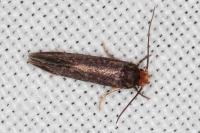 Cephimallota crassiflavella