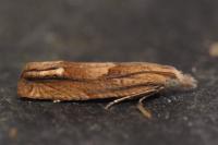 Eucosma conterminana