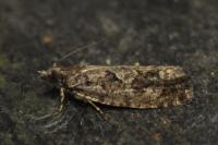 Zeiraphera isertana