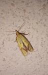 Agapeta hamana
