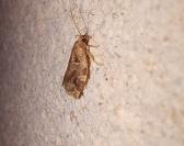 Archips xylosteana