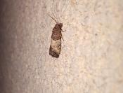 Spilonota ocellana