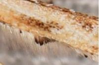 Platyptilia nemoralis