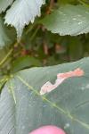 Cameraria ohridella