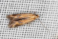 Metzneria artificella