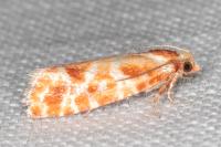Rhyacionia pinicolana