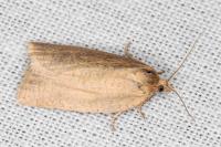 Aphelia viburnana