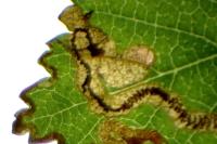 Stigmella lemniscella