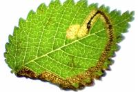 Stigmella lemniscella