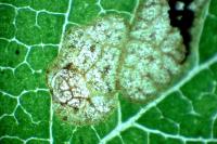 Stigmella lemniscella