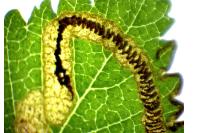 Stigmella lemniscella