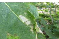 Choreutis nemorana