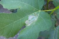 Choreutis nemorana