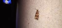 Celypha