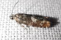Epinotia rubiginosana