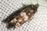 Epinotia rubiginosana