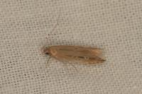 Limnaecia phragmitella