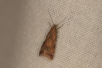 Brachmia blandella