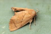 Apoda limacodes