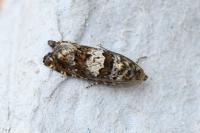 Epiblema costipunctana