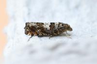 Epiblema costipunctana