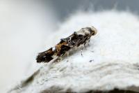 Mompha lacteella