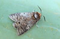 Cossus cossus