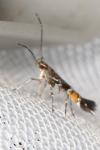 Cosmopterix pulchrimella