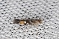 Cosmopterix pulchrimella