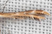 Oxyptilus