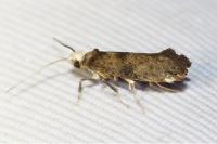 Paraswammerdamia nebulella