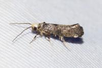Paraswammerdamia nebulella