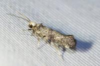 Paraswammerdamia nebulella