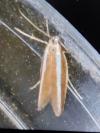 Pleurota aristella