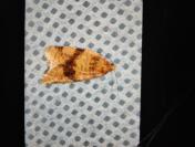 Epagoge grotiana