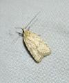 Agonopterix