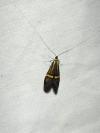 Nemophora degeerella