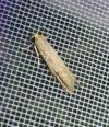 Agnoea josephinae/flavifrontella