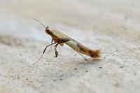 Caloptilia honoratella